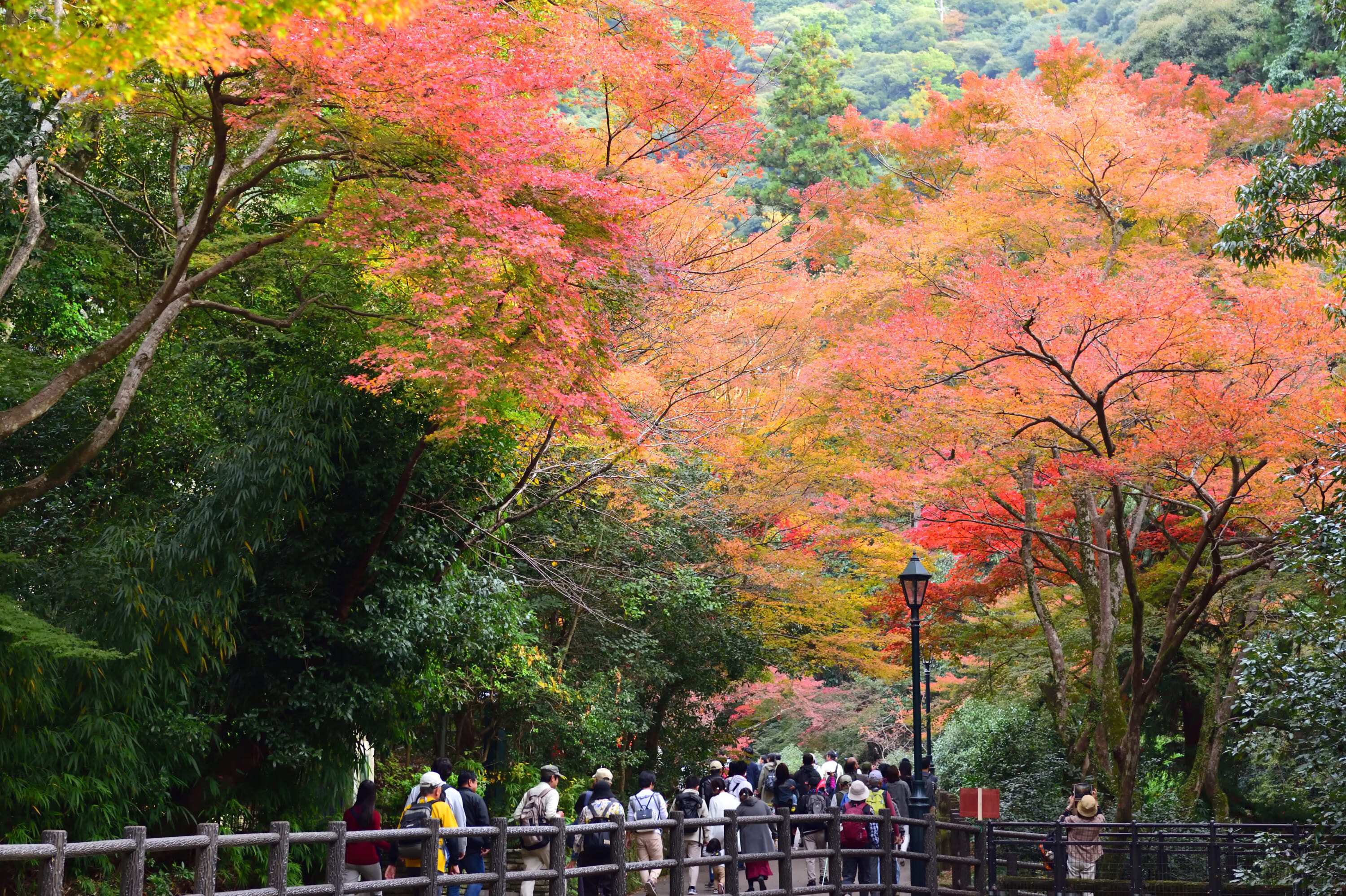 ⛰️ 도카이 자연보도 서쪽 시점 (도카이 시젠 호도 니시노 키텐) 이미지 7